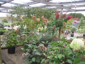 Perennials for sale at our Clarion County, Pa. Garden Center